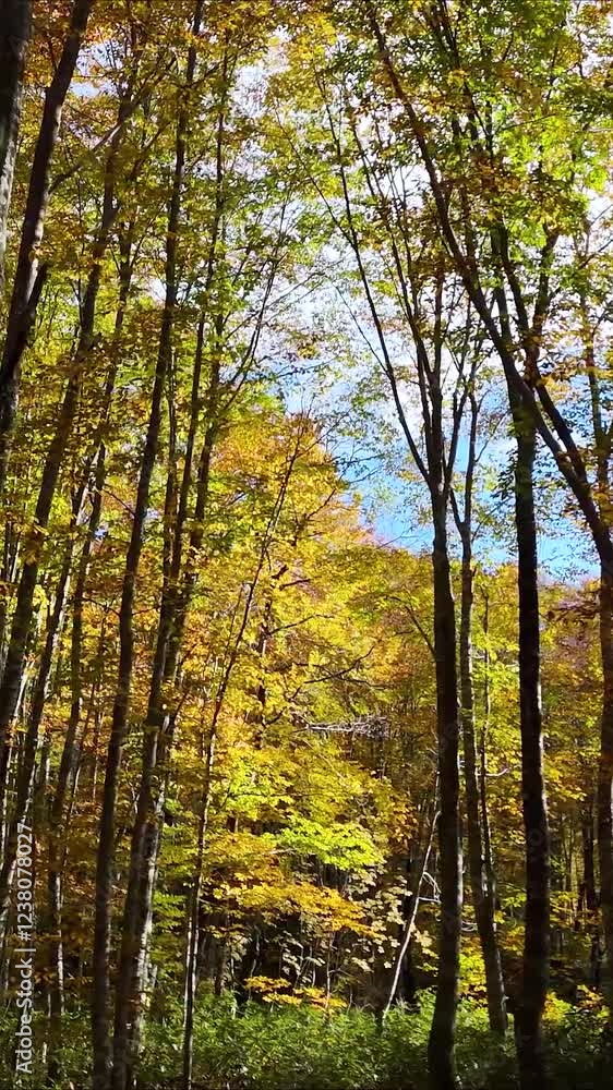 秋のブナ林 美しい森林 こもれび 移動撮影 自然 風景 イメージ 縦 縦型動画 SNS サイネージ 秋のブナ林 美しい森林 こもれび 移動撮影 自然 風景 イメージ 縦 縦型動画 SNS サイネージ