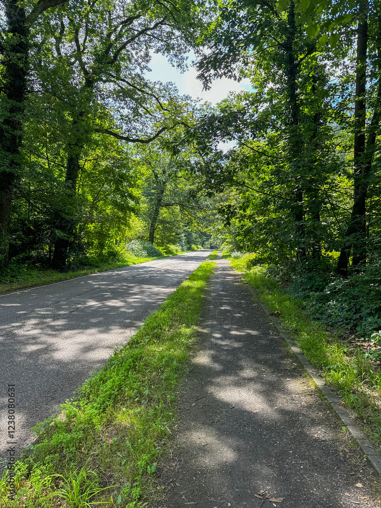 country road in the forest with trees and green grass. perspective view country road in the forest with trees and green grass. perspective view