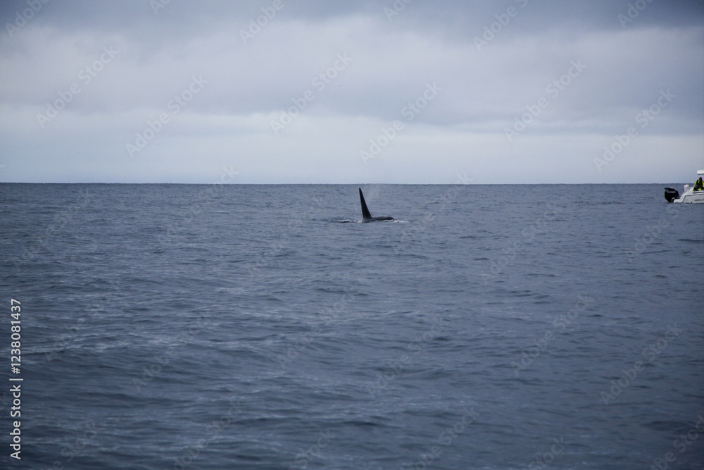 Obraz premium Male killer whale swimming in the Norwegian Sea near Skjervoya island. Northern Norway.