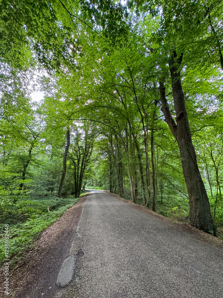 Country road in the green forest. Shot in Germany, Europe. Country road in the green forest. Shot in Germany, Europe.