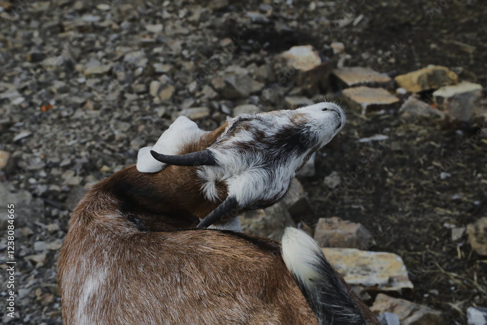 Fototapeta premium Portrait of horned funny goat outside on a farm