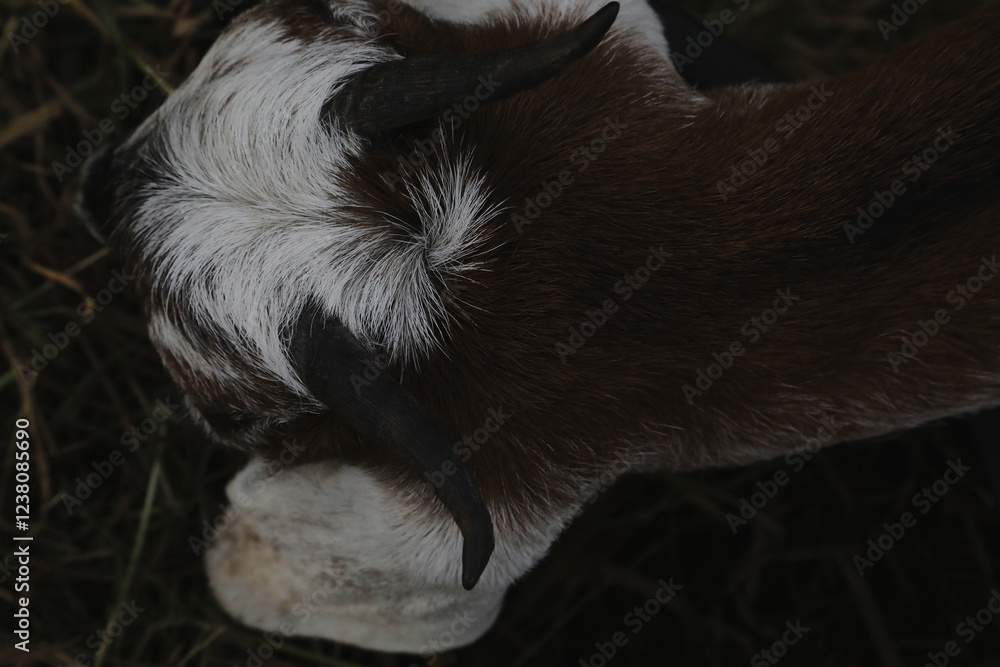 Fototapeta premium Portrait of horned funny goat outside on a farm