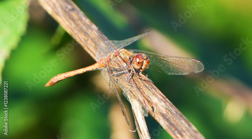 Brown dragonfly resting on a dry twig with transparent wings in sunlight