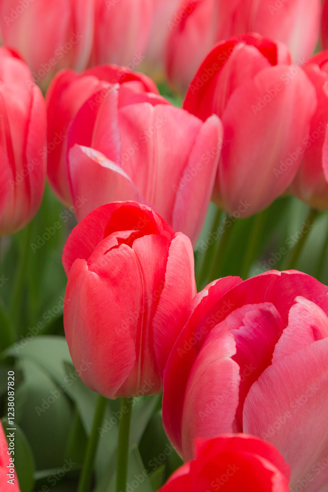 Traditional Dutch red tulips, flower garden Traditional Dutch red tulips, flower garden