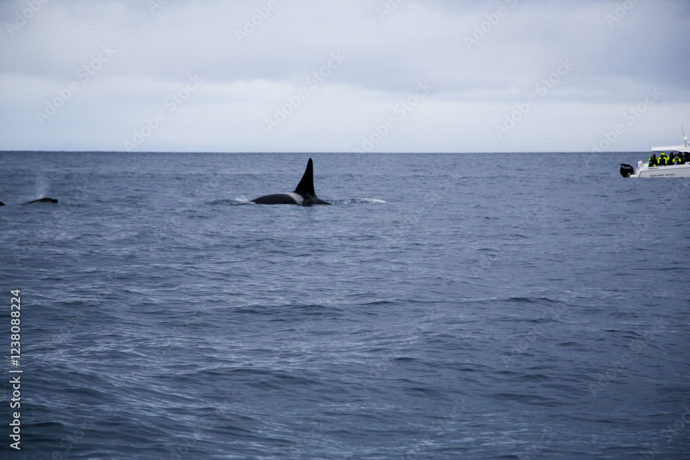 Naklejka premium Male killer whale swimming in the Norwegian Sea near Skjervoya island. Northern Norway.