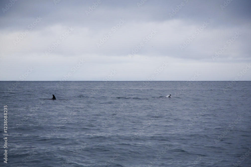 Obraz premium Killer whale swimming in the Norwegian Sea near Skjervoya island. Northern Norway