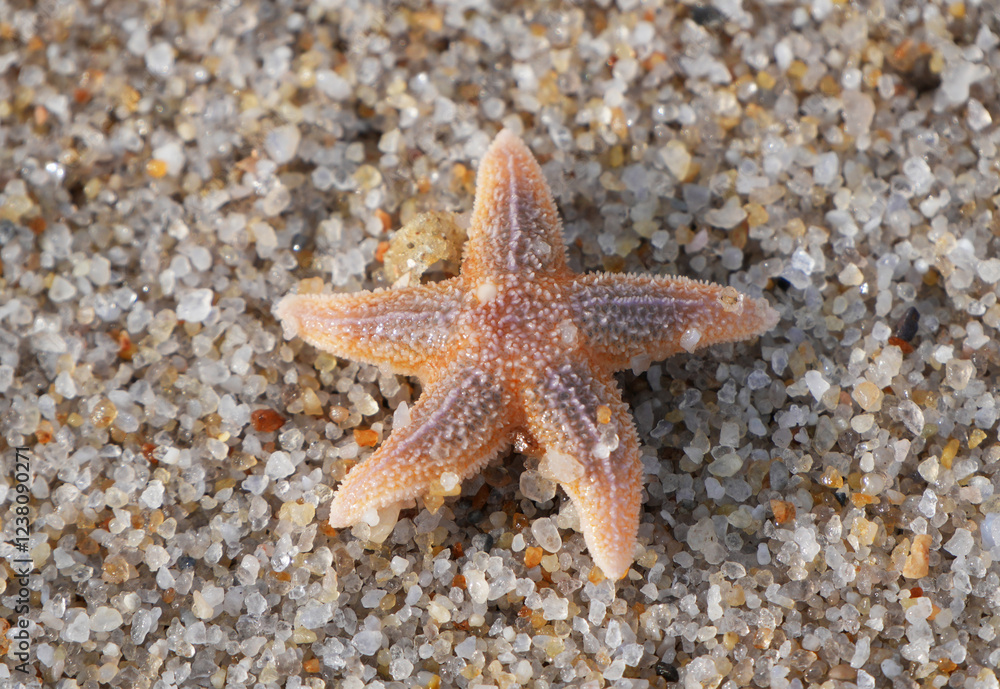 Small orange starfish resting on coarse sand with visible grains at the German North Sea Small orange starfish resting on coarse sand with visible grains at the German North Sea