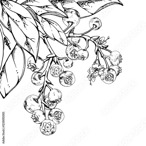 Blueberry blackberry cluster with plant leaves on branch, hand drawn in ink vector, ripe forest berry. Isolated corner botanical illustration for restaurant, dessert cafe menu, wedding, farmers market