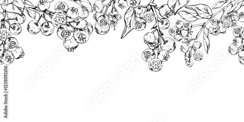 Blueberry blackberry with plant leaves, hand drawn in ink vector, forest berry in group clusters on branches. Seamless banner garland illustration, for restaurant, cafe menu, wedding, farmers market