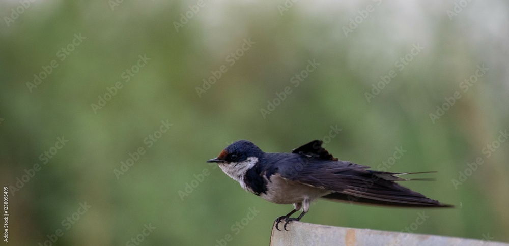 Fototapeta premium A white-throated swallow isolated on a wall
