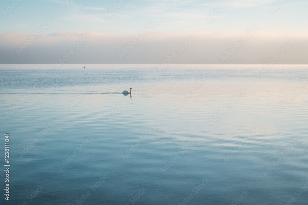 cygne sur le lac au petit matin hivernal cygne sur le lac au petit matin hivernal