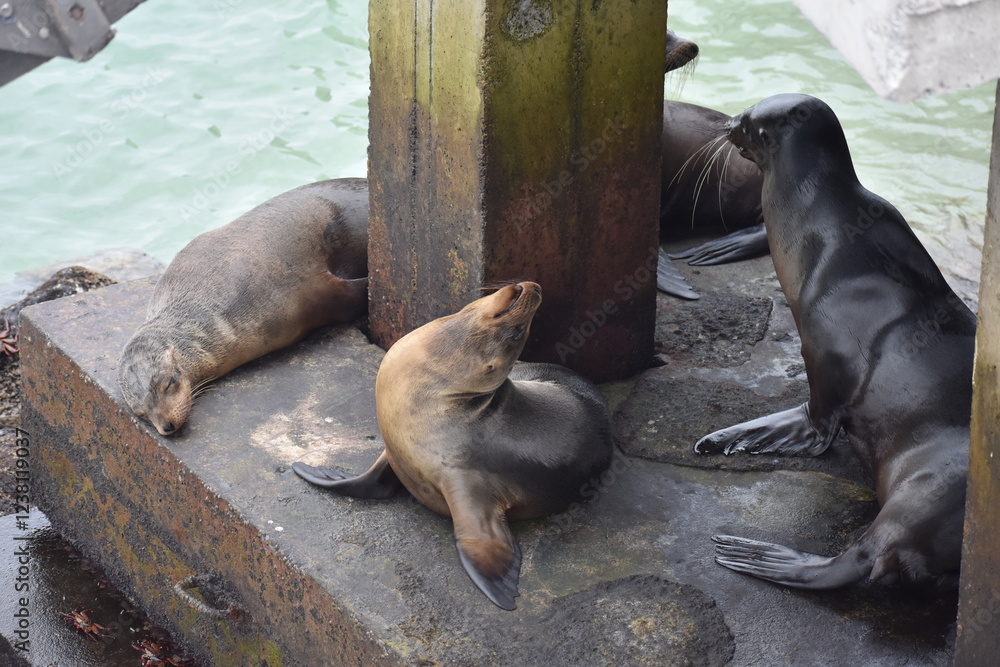 Fototapeta premium Seals under a pier