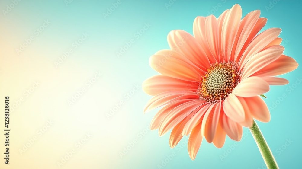 Fototapeta premium Delicate Peach Flower on Soft Blue Background with Subtle Gradient Light for Nature and Aesthetic Themes