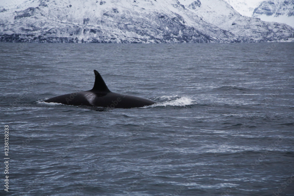 Female killer whale swimming in the Norwegian Sea near Skjervoya island. Northern Norway. Female killer whale swimming in the Norwegian Sea near Skjervoya island. Northern Norway.
