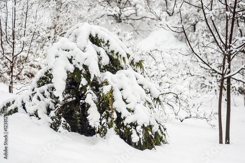 A lush evergreen shrub is heavily laden with snow, standing amidst a serene winter landscape. photo