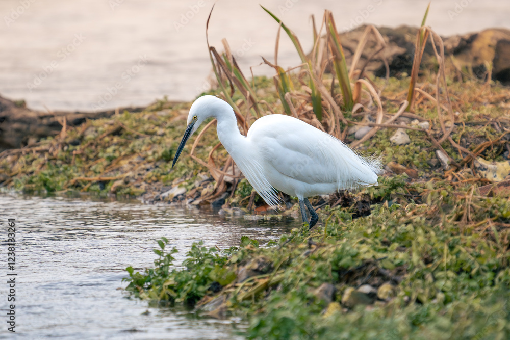 Fototapeta premium Little egret standing in a pond