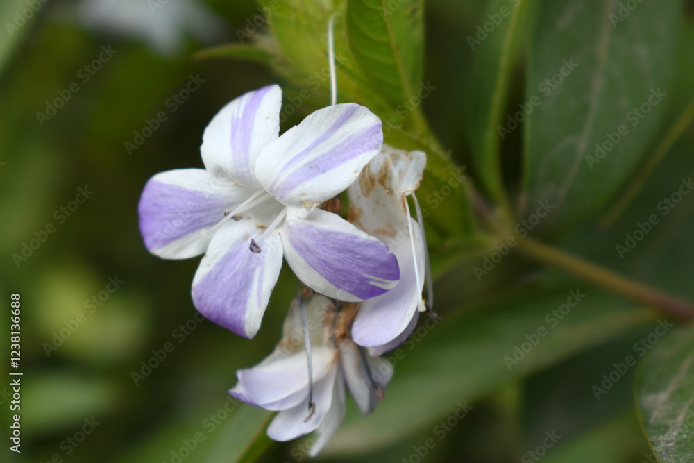 Obraz premium Crested Philippine violet or Bluebell barleria (Barleria cristata Lavender Lace) rare variety wild flower medicinal plant, close up, Barleria Cristata Lavender Lace Flowers With Leaves In Garden,