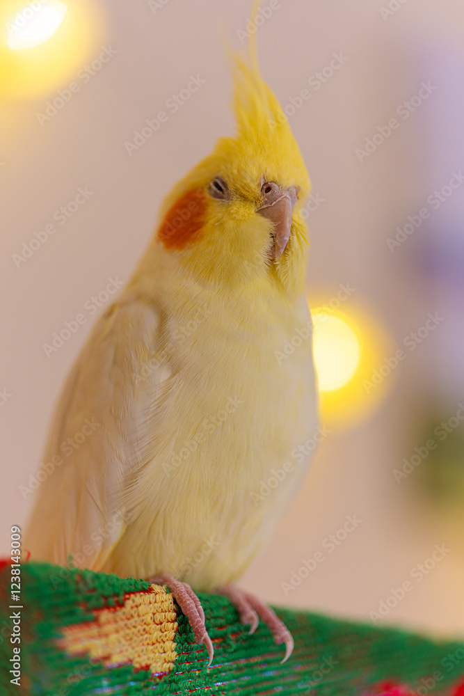 Obraz premium Beautiful photo of a bird.Funny parrot.Cockatiel parrot. Home pet yellow bird.Beautiful feathers.Cute cockatiel.Home pet parrot.A bird with a crest.Natural color.Birdie.The parrot looks in the mirror.