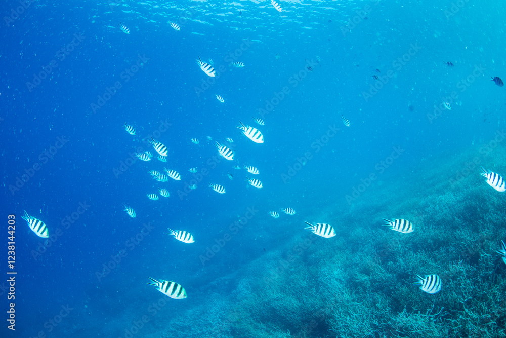 Fototapeta premium ロクセンスズメダイの群れ 小笠原