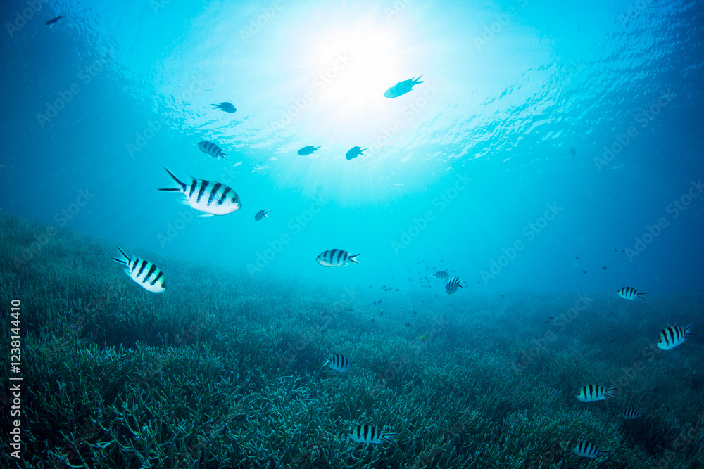 Obraz premium ロクセンスズメダイの群れ 小笠原
