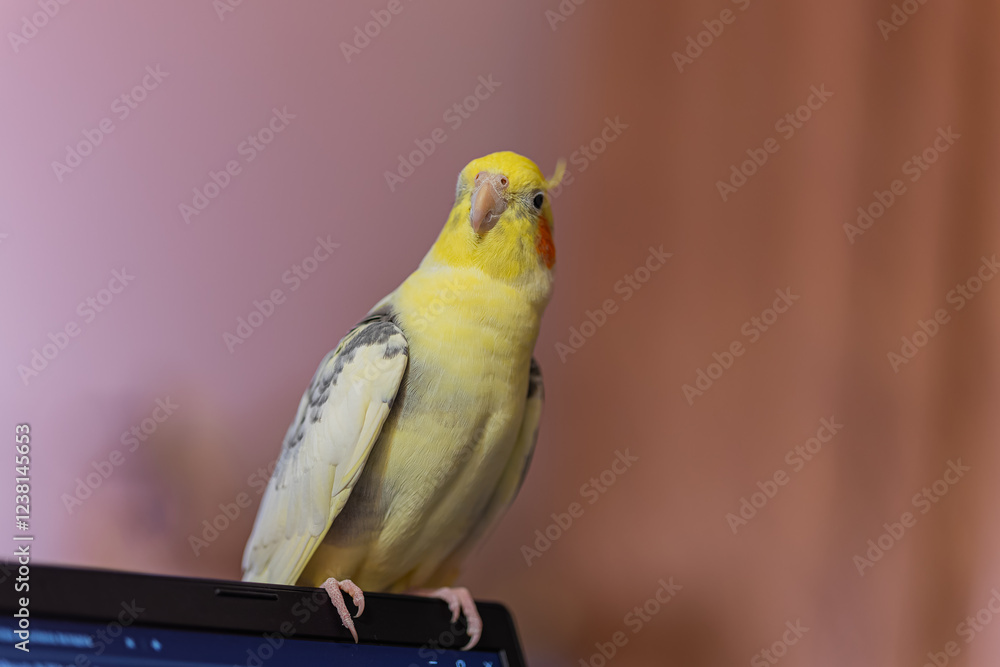 Obraz premium Cockatiel parrots.Funny parrots.Cockatiel pets.Bird with a crest.Cute animal.Funny bird.Cockatiel.Parrots are playing. Caring for pets.Birds.Animals.Cute cockatiel.Home pet parrot.The best birds.