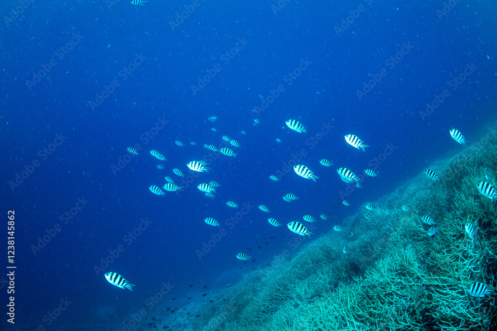 Fototapeta premium ロクセンスズメダイの群れ 小笠原