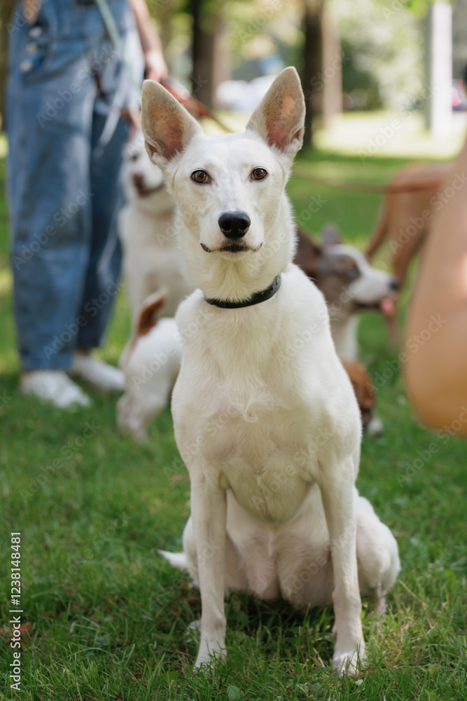 white dog in park on walk with its owner. walking and training of pets during daytime. beautiful white shepherd or Schnauzer on the background of green lawn in a public park. dog friendly, animal care white dog in park on walk with its owner. walking and training of pets during daytime. beautiful white shepherd or Schnauzer on the background of green lawn in a public park. dog friendly, animal care
