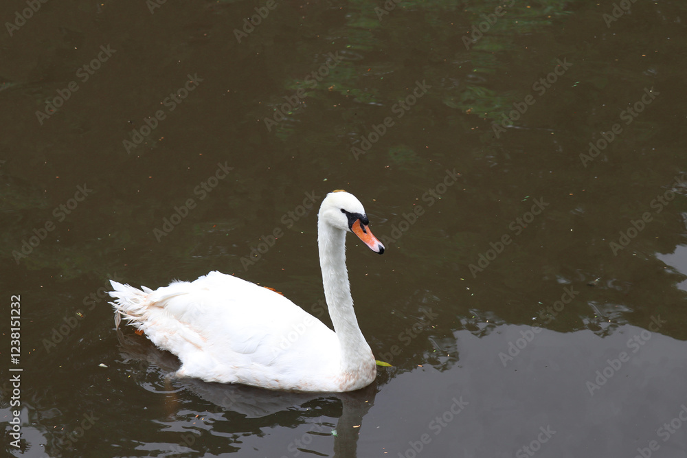 Fototapeta premium Thermometer on white background