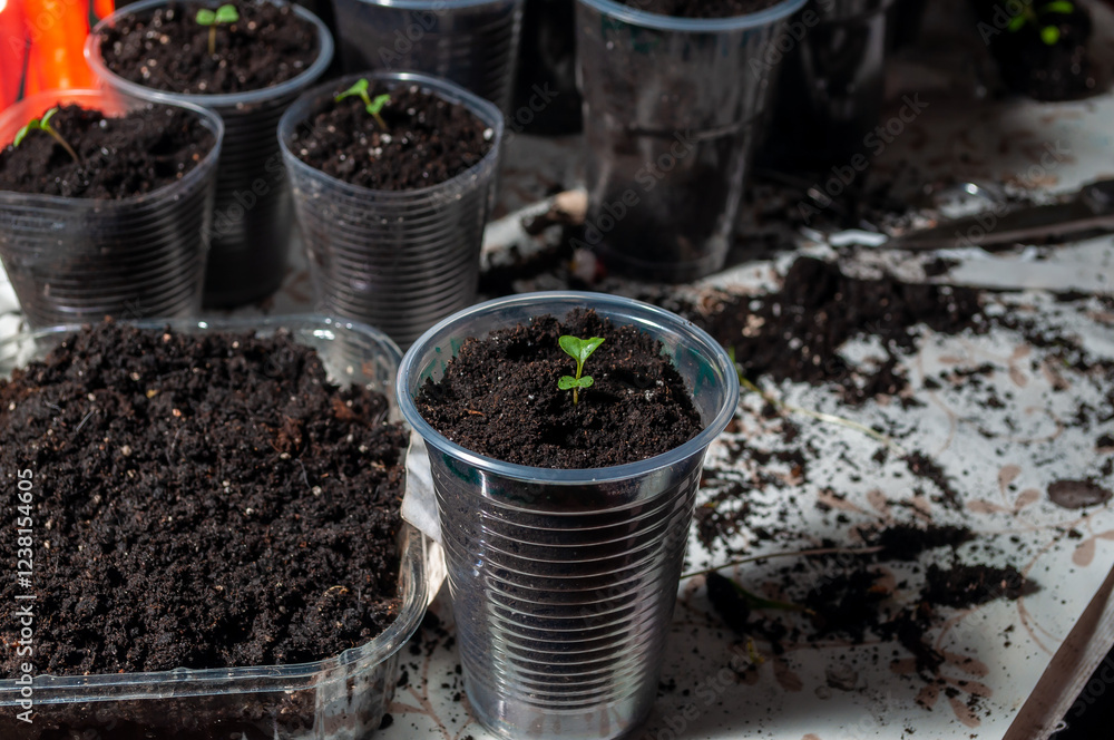 Focused planting activity with a sprout being cultivated in soil, surrounded by green containers. Focused planting activity with a sprout being cultivated in soil, surrounded by green containers.