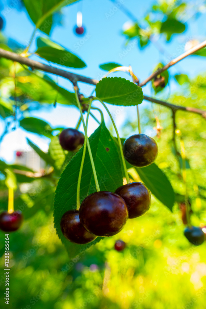 Closeup of Nature view of green leaves and cherry on blurred greenery background in forest. Leave space for letters, Focus on leaf and shallow depth of field. High quality photo Closeup of Nature view of green leaves and cherry on blurred greenery background in forest. Leave space for letters, Focus on leaf and shallow depth of field. High quality photo