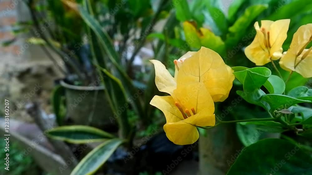 paper flower plant which has the scientific name Bougainvillea in the garden paper flower plant which has the scientific name Bougainvillea in the garden