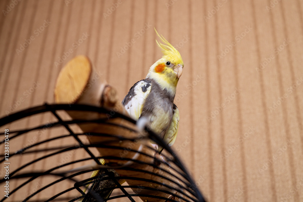 Yellow-gray parrot nymph Corella in home conditions close-up. Beautiful ornamental birds on horizontal photos. Yellow-gray parrot nymph Corella in home conditions close-up. Beautiful ornamental birds on horizontal photos.