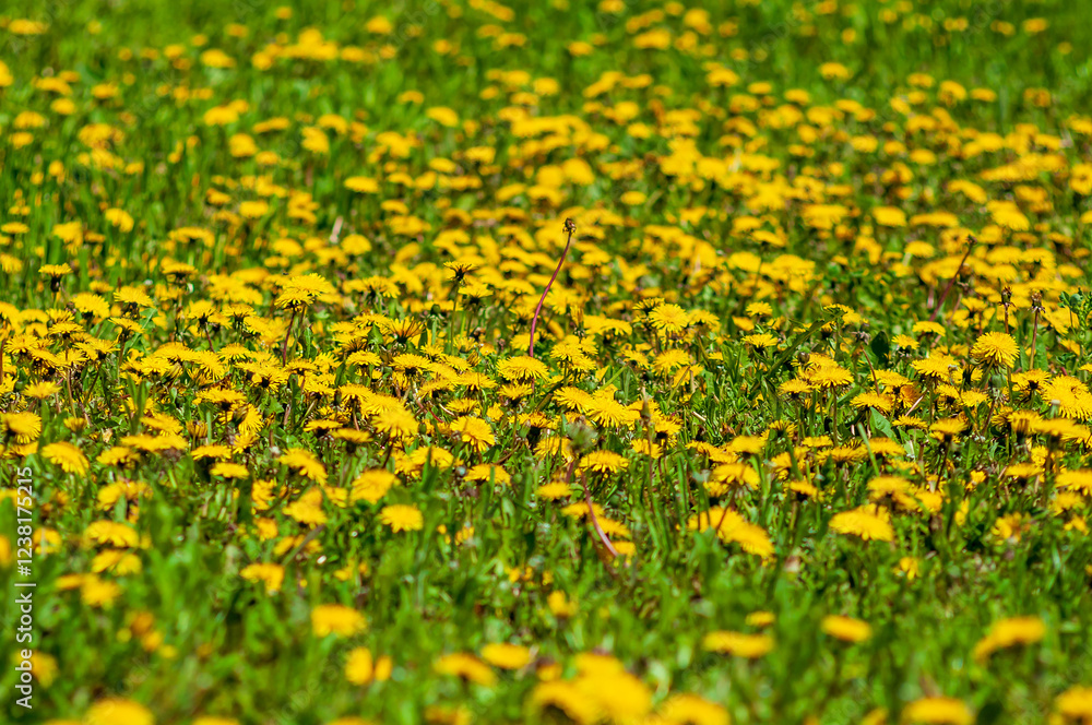 Fototapeta premium Field of blooming dandelions in a lush green meadow