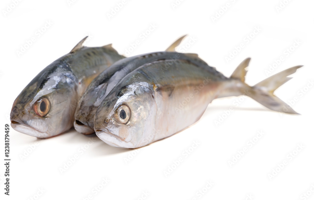 Pacific jack mackerel fish or Trachurus on white background. Pacific jack mackerel fish or Trachurus on white background.