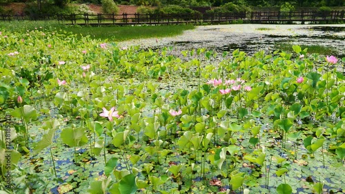 분홍 빛 연꽃이 아름답게 핀 한국의 연못 풍경