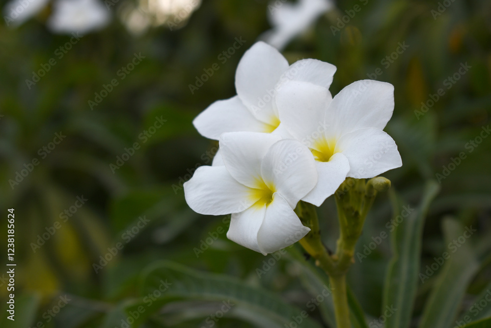 Fototapeta premium white flower called plumeria pudica in the garden, Plumeria Pudica white flowers, Plumeria Pudica Flowers Beautiful tulips flowers blooming outdoors garden. White color Plumeria Pudica flowers image