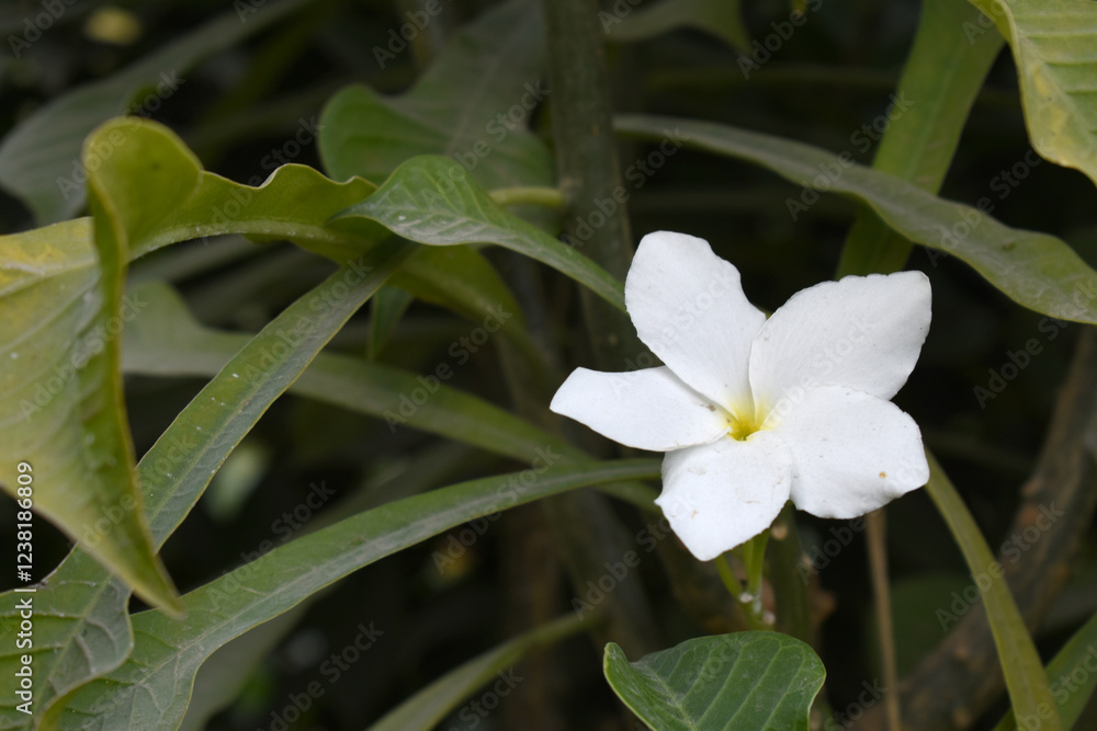 Obraz premium white flower called plumeria pudica in the garden, Plumeria Pudica white flowers, Plumeria Pudica Flowers Beautiful tulips flowers blooming outdoors garden. White color Plumeria Pudica flowers image
