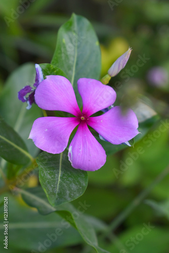 Close-up view of purple madagascar periwinkle, The scientific name is Catharanthus roseus, purple periwinkle flower closeup, Cape Periwinkle, Graveyard plant, Madagascar Periwinkle, Old Maid, closeup 