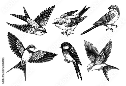 Decorative bird sketches. Hand-drawn swallow illustration. Vector flying bird drawings. Wildlife design elements. NOT AI generated