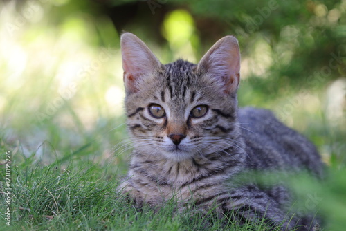 Wallpaper Mural Close-up of cat resting on grass Torontodigital.ca