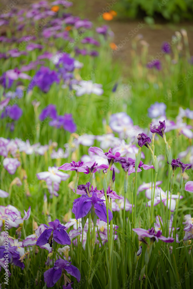 Blossoming Iris Flower in the Garden Blossoming Iris Flower in the Garden