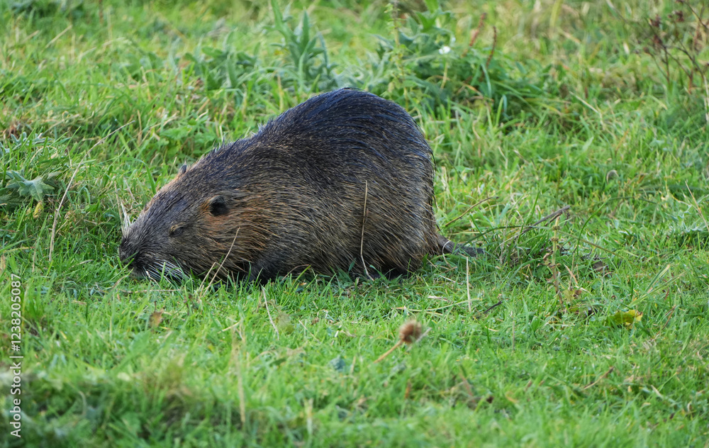 Nutria resting on a green meadow with damp fur and natural surroundings Nutria resting on a green meadow with damp fur and natural surroundings