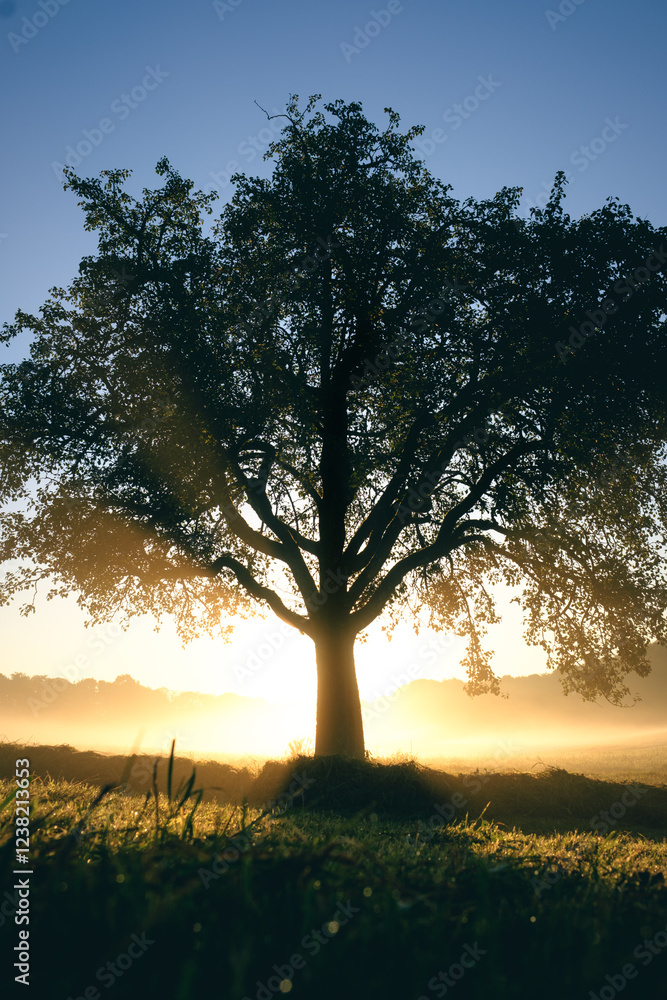 Baum Silhouette bei Sonnenaufgang und Nebel Baum Silhouette bei Sonnenaufgang und Nebel