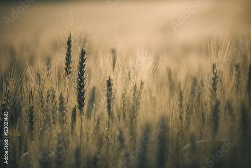 Getreidefeld im Abendlicht
