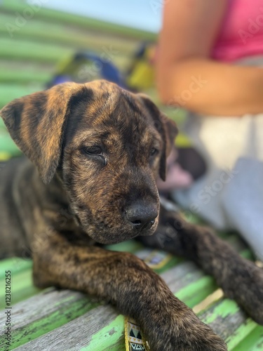 Cachorrita descansando en un banco después del juego