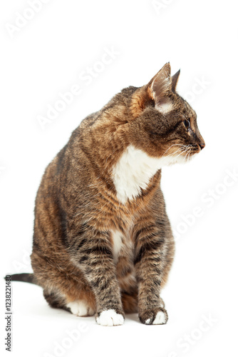 Striped cat isolated on a white background. Studio shot. Portrait of brown tabby cat looking to the left