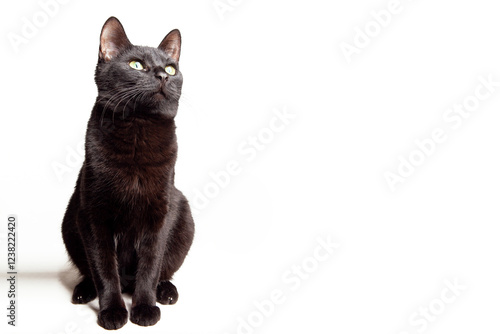 Black cat with green eyes isolated on white background looking up, copy space for text to the right, studio shot