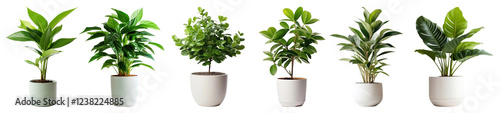 Potted houseplant png cut out element set, transparent background