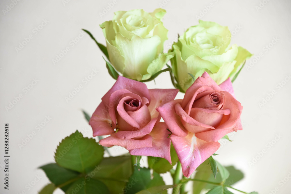 Obraz premium 緑とブラウンのばら