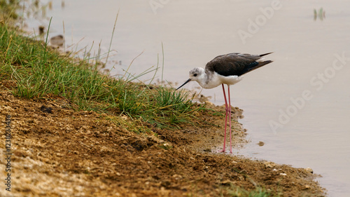 Echasse blanche photo